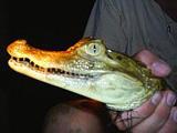Peru, Projects Abroad in Peru - Black Caiman